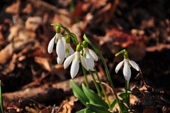 Galanthus plicatus