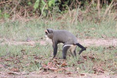Cercopithecus neglectus