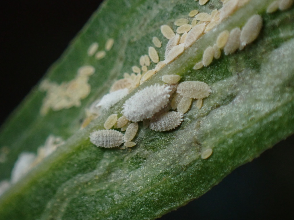 bougainvillea mealybug