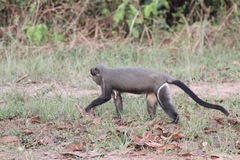 Cercopithecus neglectus
