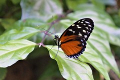 Heliconius hecale