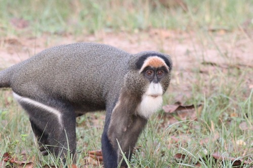 De Brazza's Monkey