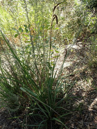 Image of Carex spissa by (c) W Rao, some rights reserved (CC BY)