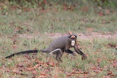 Cercopithecus neglectus