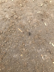 Polyrhachis lacteipennis