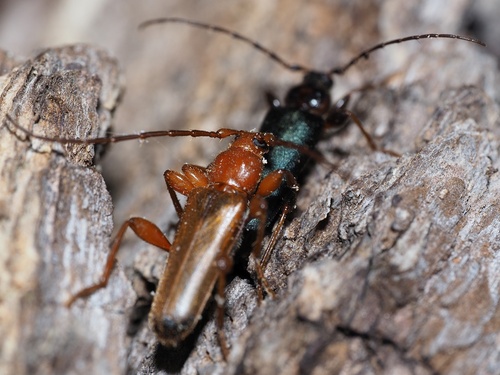 Phymatode variable