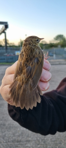 Common Grasshopper Warbler (Locustella naevia), photo 9