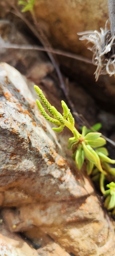 Peperomia nivalis