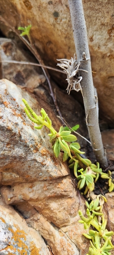 Peperomia nivalis, photograph 1