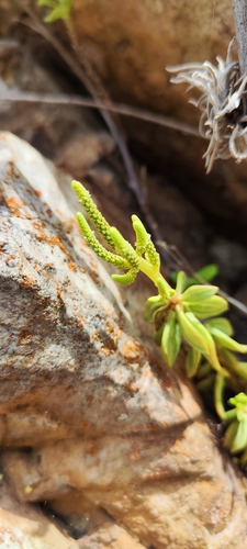 Peperomia nivalis, photograph 2