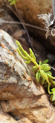 Peperomia nivalis, photograph Luis Fer JP, CC BY, iNaturalist via GBIF