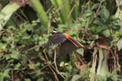 Cossypha niveicapilla