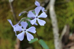 Phlox divaricata divaricata