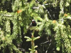 Calliope pectoralis