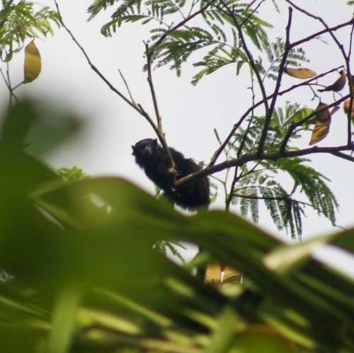Black Tamarin