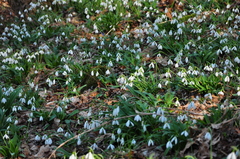 Galanthus plicatus