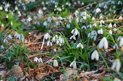 Galanthus plicatus