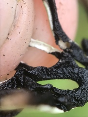 Hypogymnia imshaugii image