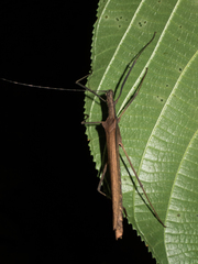 Pseudophasma unicolor