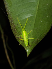 Copiphora rhinoceros
