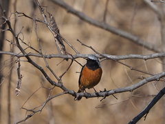 Phoenicurus auroreus