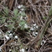 Seseli montanum montanum - Photo (c) Errol Véla, algunos derechos reservados (CC BY-NC), subido por Errol Véla