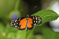 Heliconius hecale