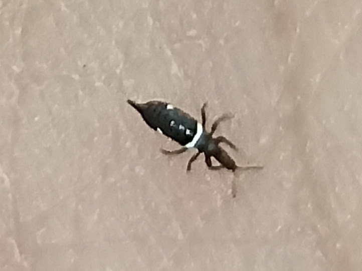 Compsothrips albosignatus