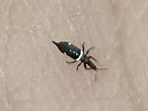 Compsothrips albosignatus