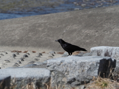 Corvus macrorhynchos