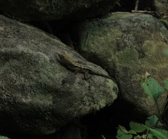 Anolis tropidonotus