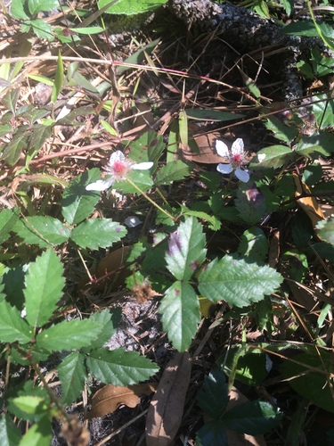 Rubus flagellaris image