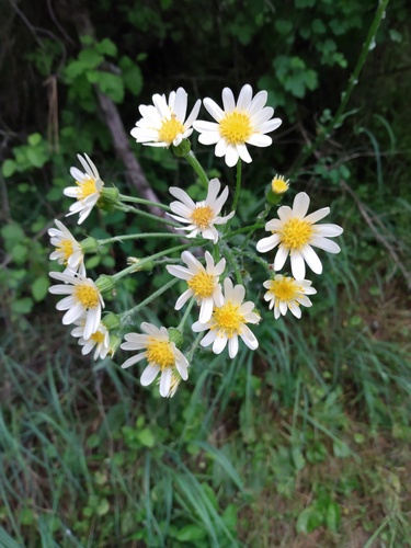 lambstongue ragwort (Senecio integerrimus)