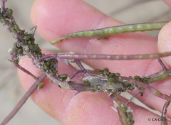 Lipaphis pseudobrassicae