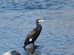 Phalacrocorax carbo hanedae