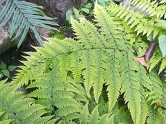 Amauropelta concinna