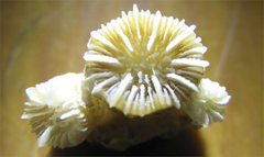 Caryophyllia inornata image