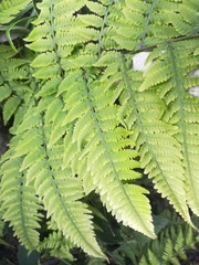 Amauropelta concinna