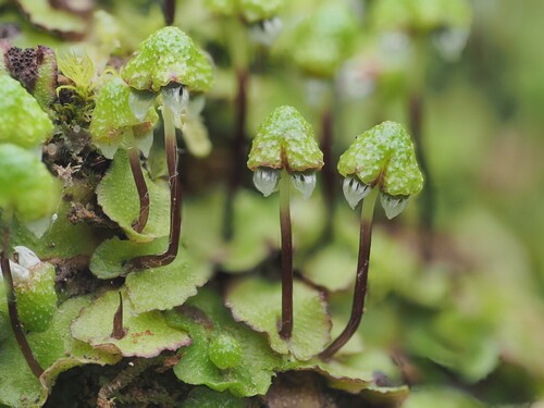Asterella australis