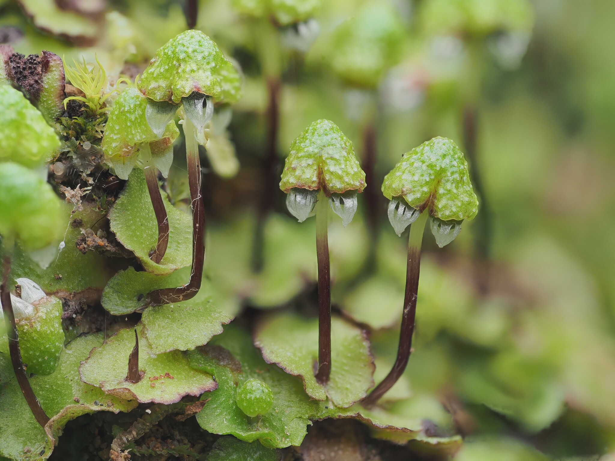 Asterella australis