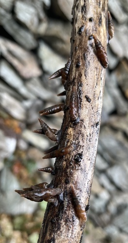 ciha (Clausilia)