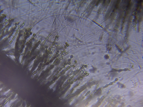Batrachospermum observed 2023-09-22