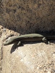 Podarcis guadarramae guadarramae