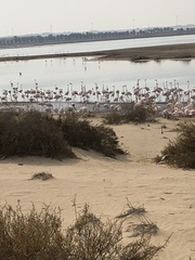 Phoenicopterus roseus