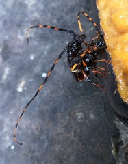 Trachyderes succinctus