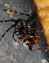 Trachyderes succinctus