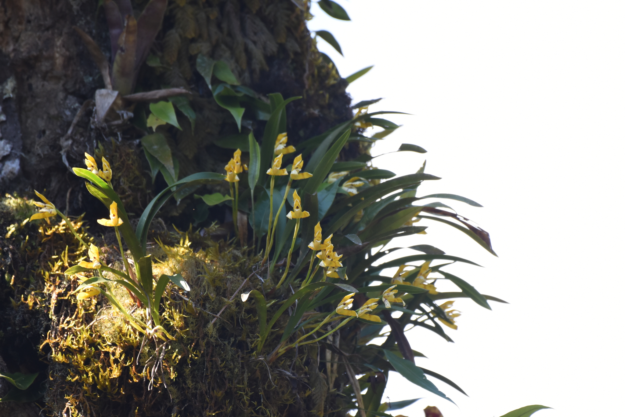 Maxillaria picta