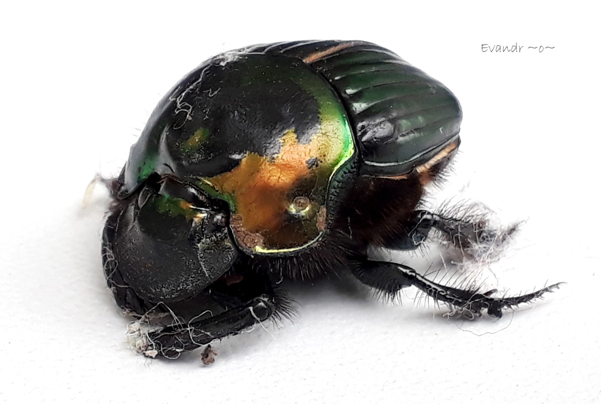 Phanaeus splendidulus · iNaturalist