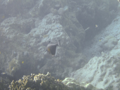 Pempheris vanicolensis