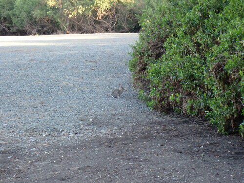 iNaturalist observation photo of Desert Cottontail